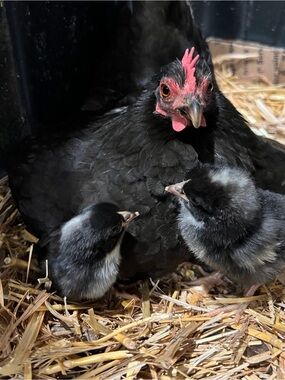 Chicken Support!